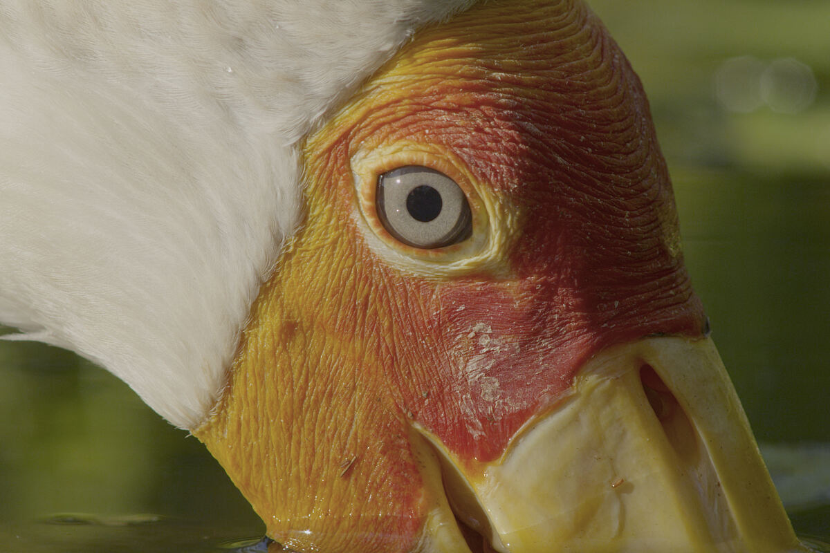 PW - 03 - Terra Mater