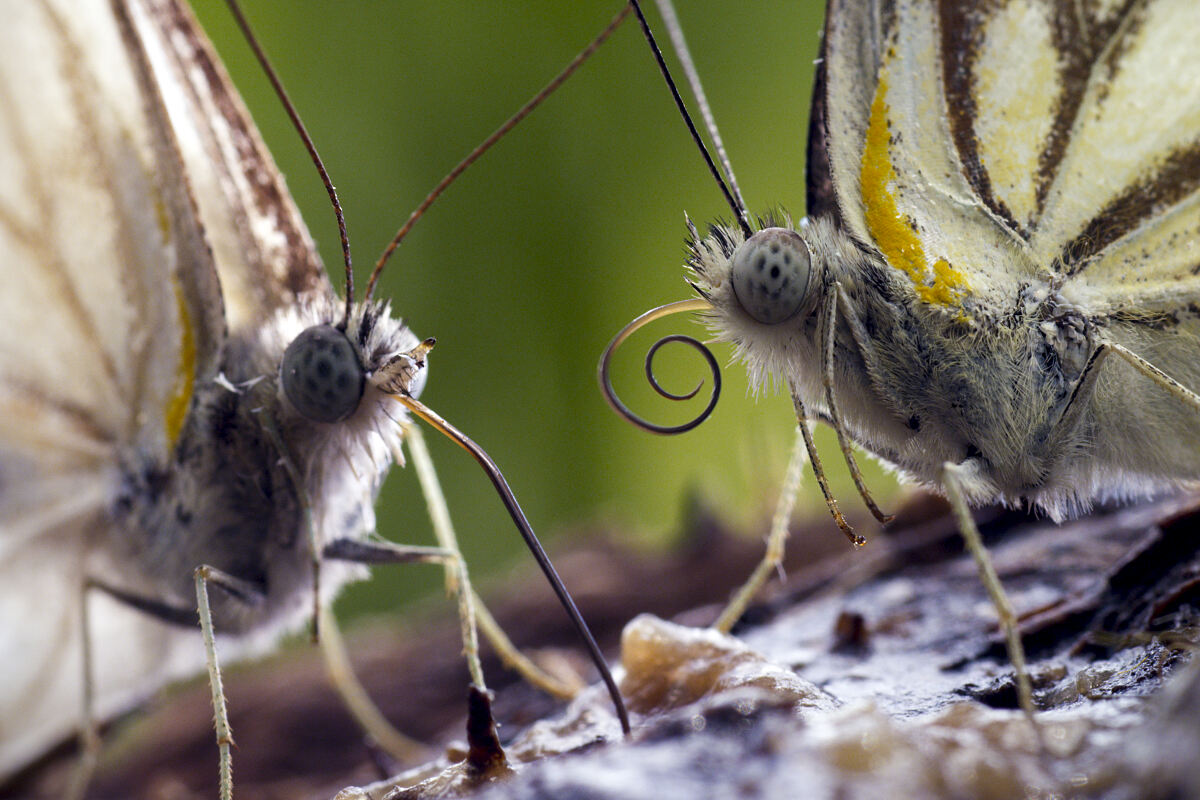 PW - 03 - Terra Mater