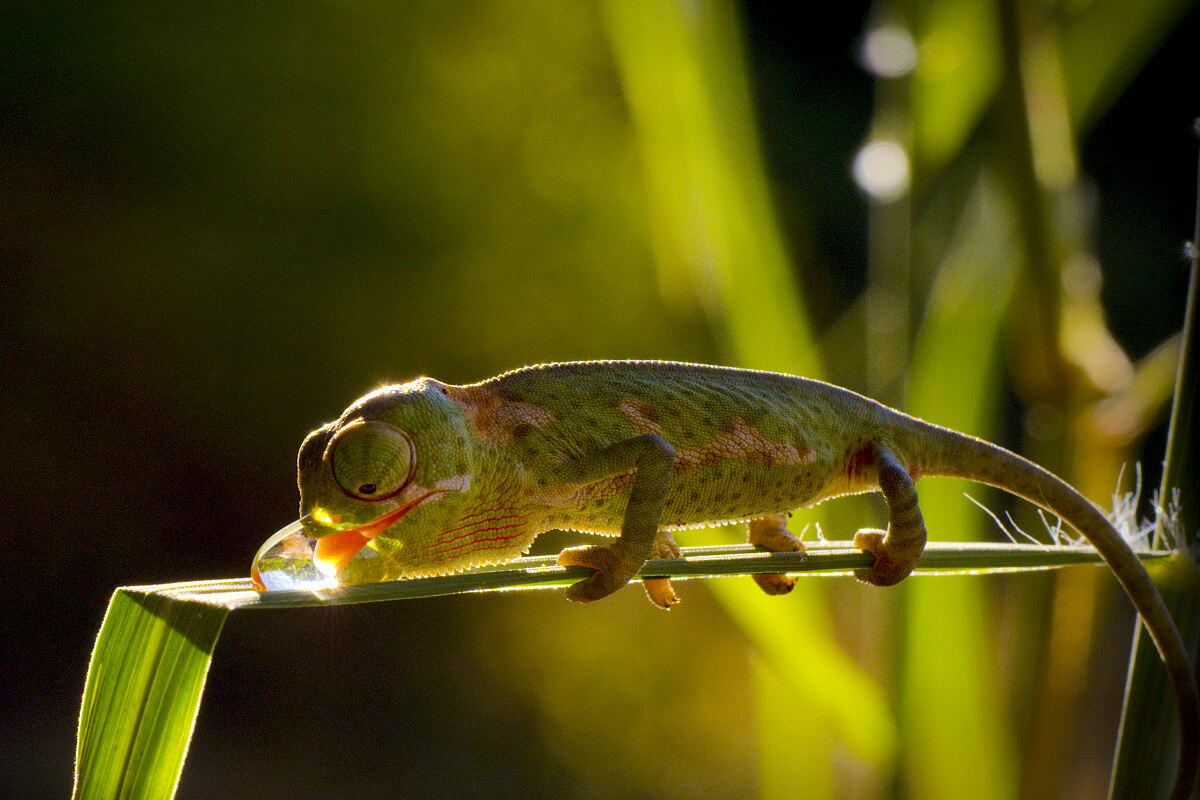 PW - 04 - Terra Mater - Eine Perle im Sand