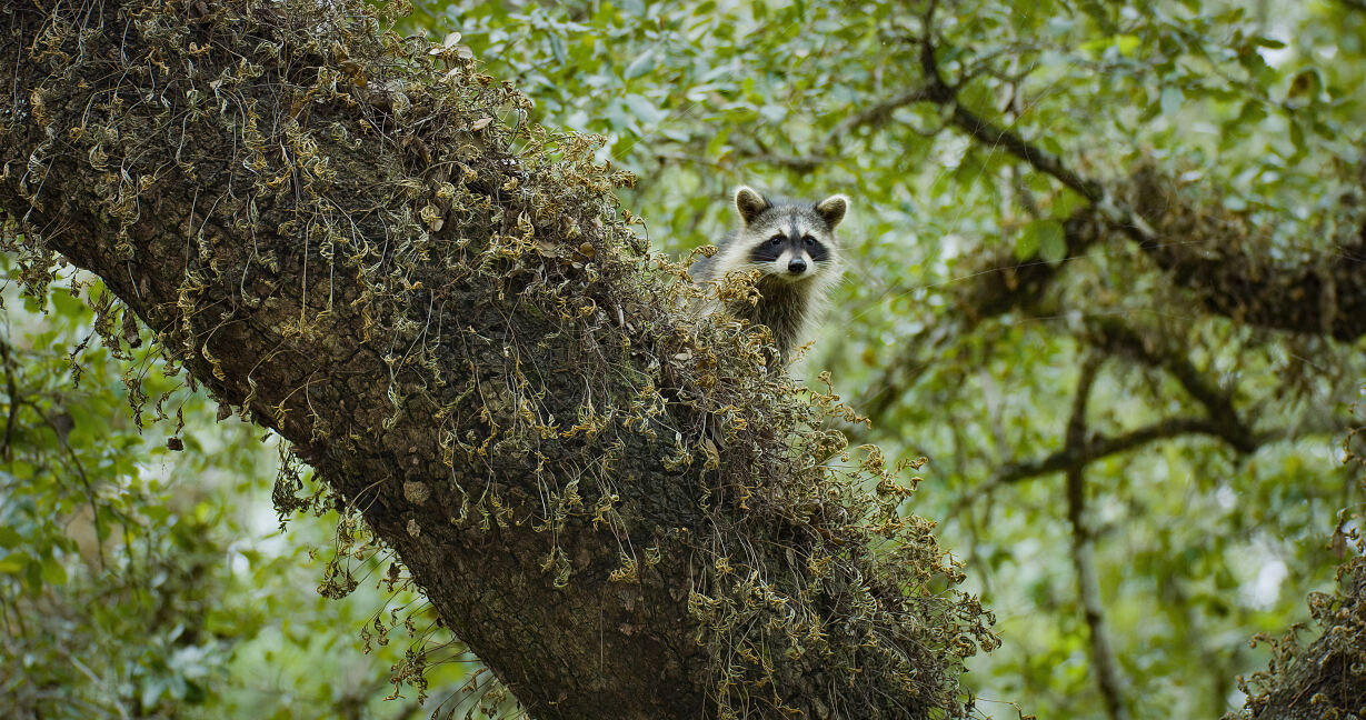 PW - 06 - Terra Mater - Treffpunkt Miami