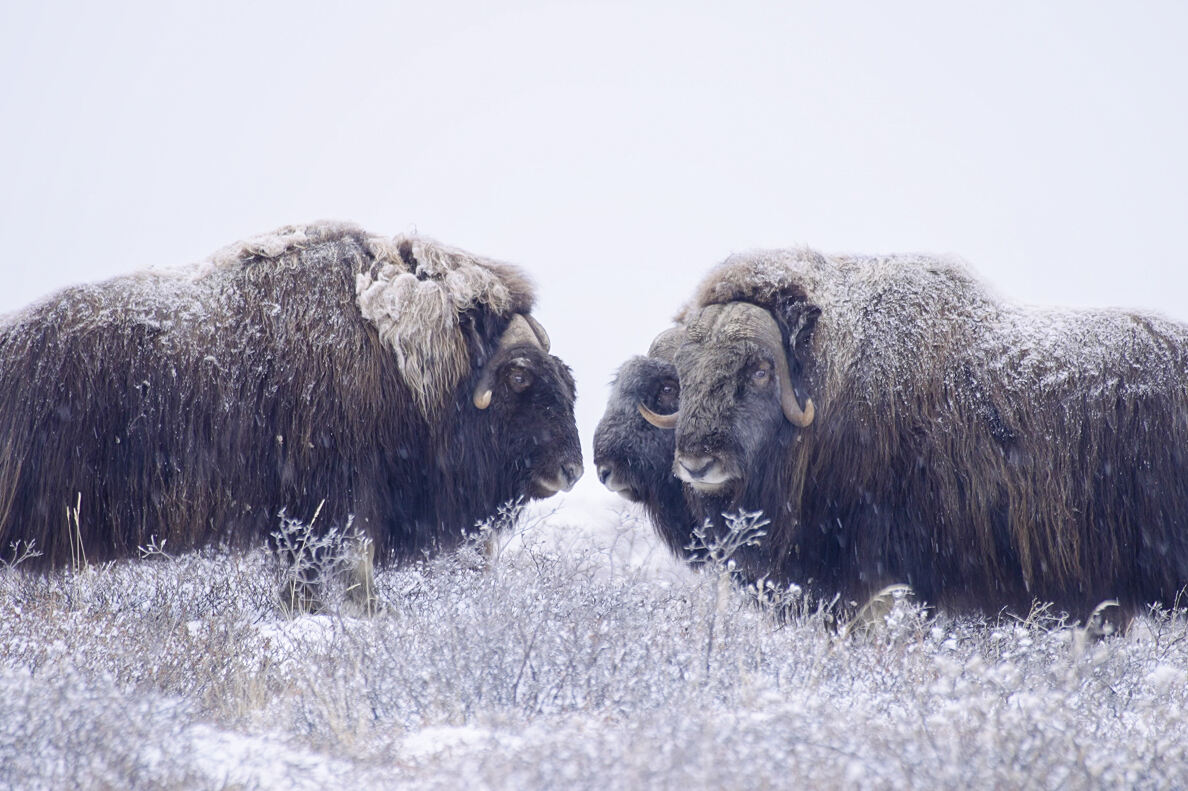 PW - 09 - Scandinavia melting