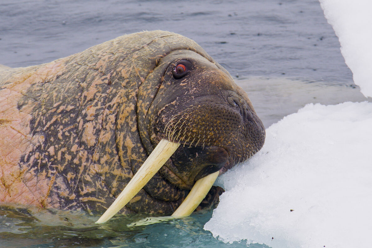 PW - 09 - Scandinavia melting