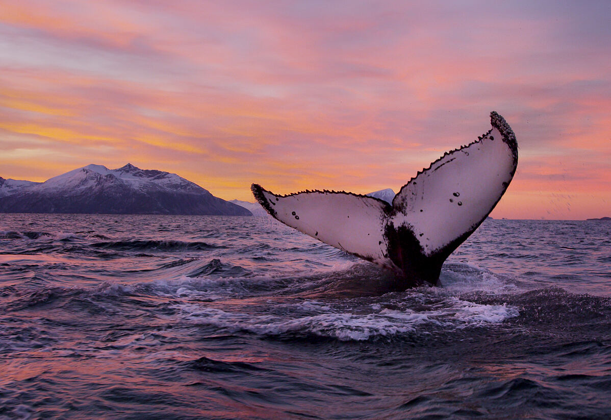 PW - 10 - Scandinavia melting