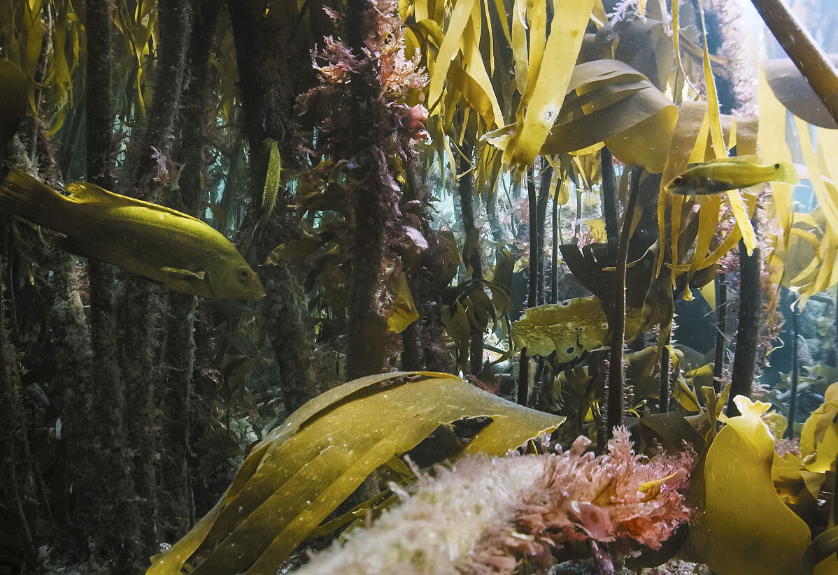 PW - 10 - Scandinavia melting