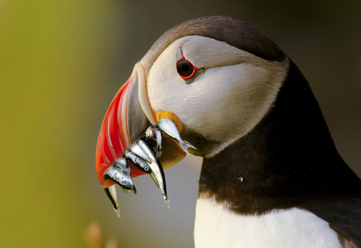 PW - 10 - Scandinavia melting