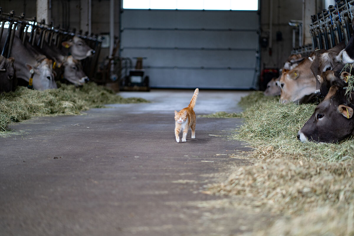 PW - 10 - Heimatleuchten - Das Inntal im Frühling