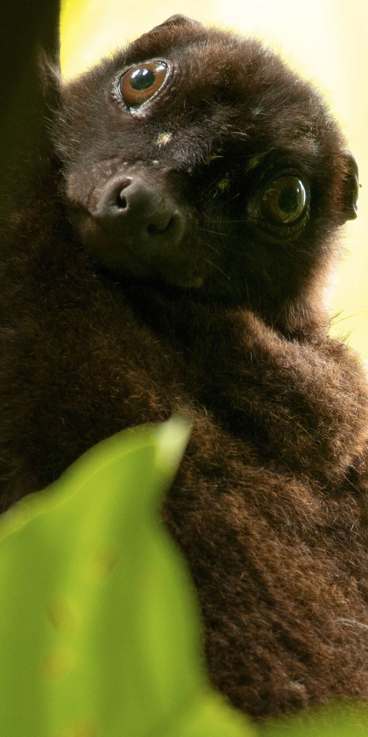 PW - 12 - Wild Philippines - Realm of Volcanoes