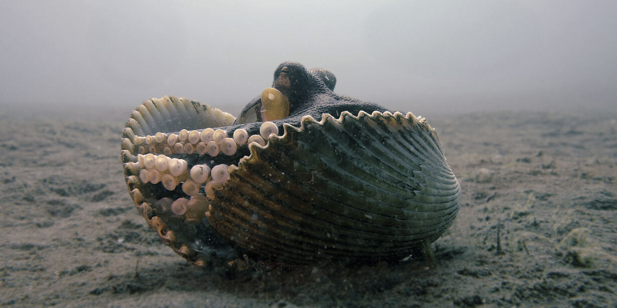 PW - 12 - Wild Philippines - Realm of Volcanoes