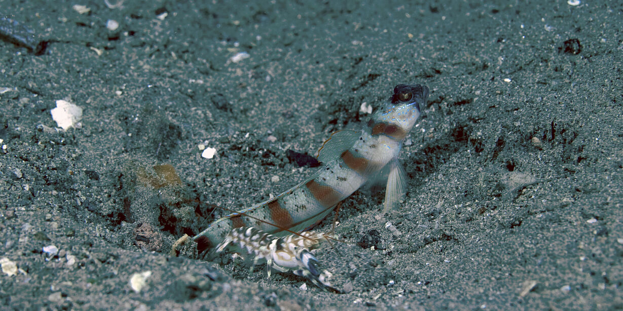 PW - 12 - Wild Philippines - Realm of Volcanoes