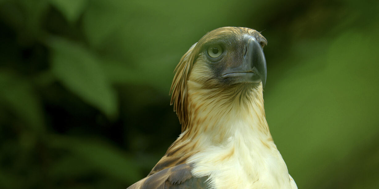 PW - 12 - Wild Philippines - Realm of Volcanoes