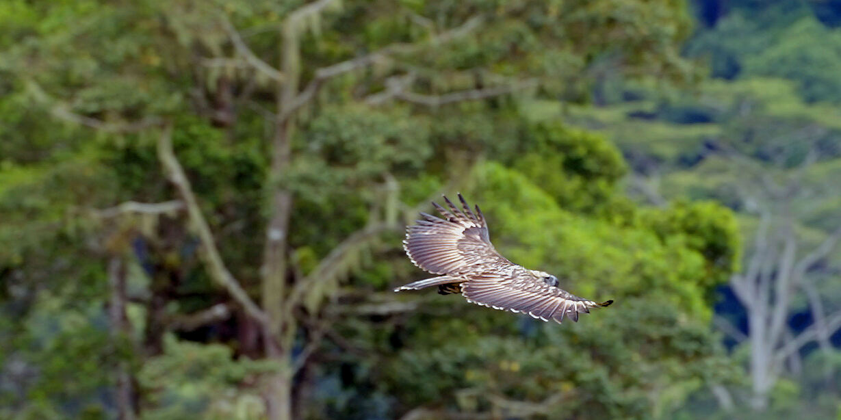 PW - 12 - Wild Philippines - Realm of Volcanoes