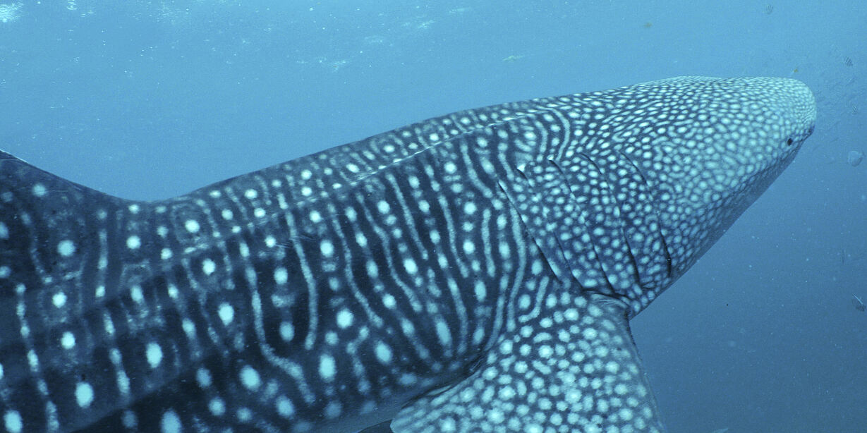 PW - 12 - Wild Philippines - Realm of Volcanoes