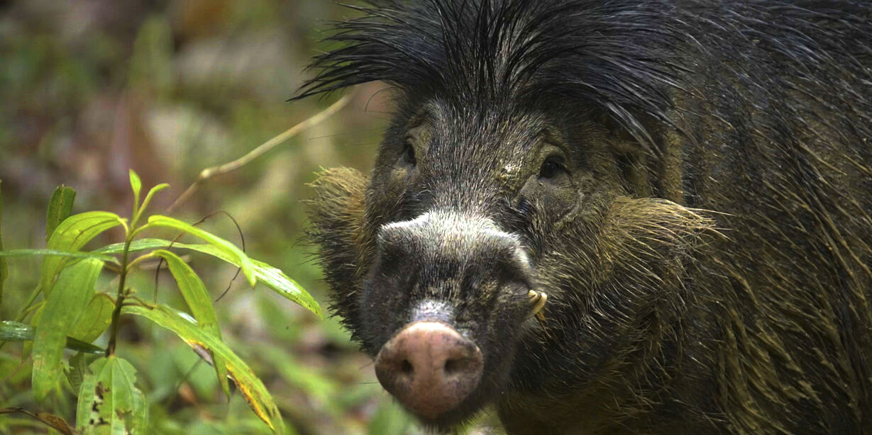 PW - 13 - Wild Philippines - Realm of Jungles