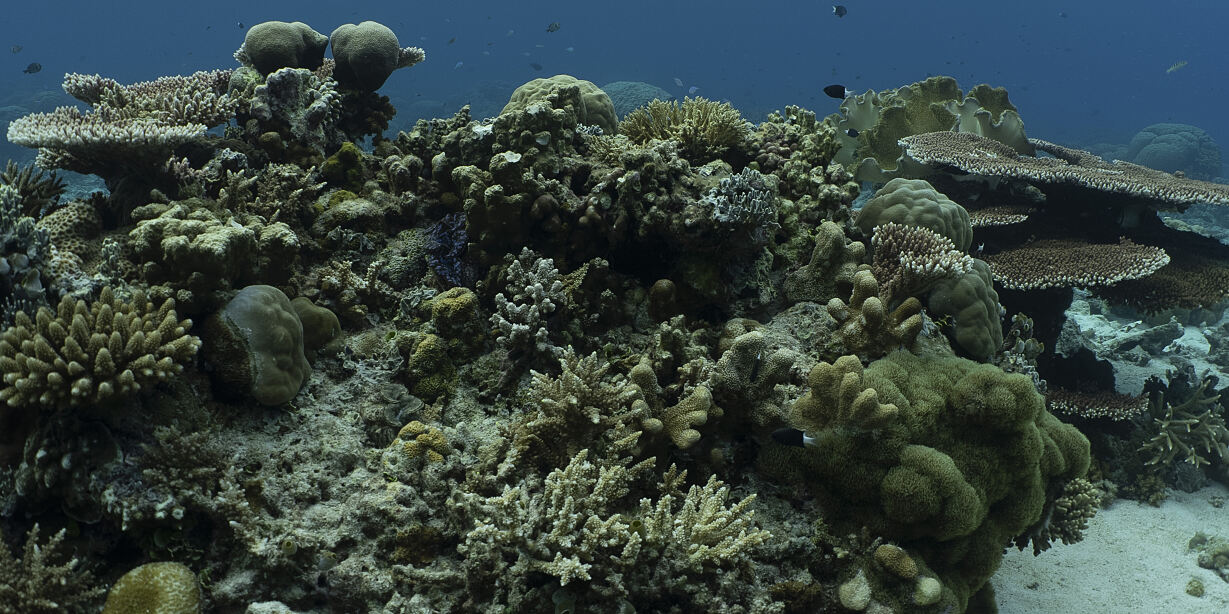 PW - 13 - Wild Philippines - Realm of Jungles