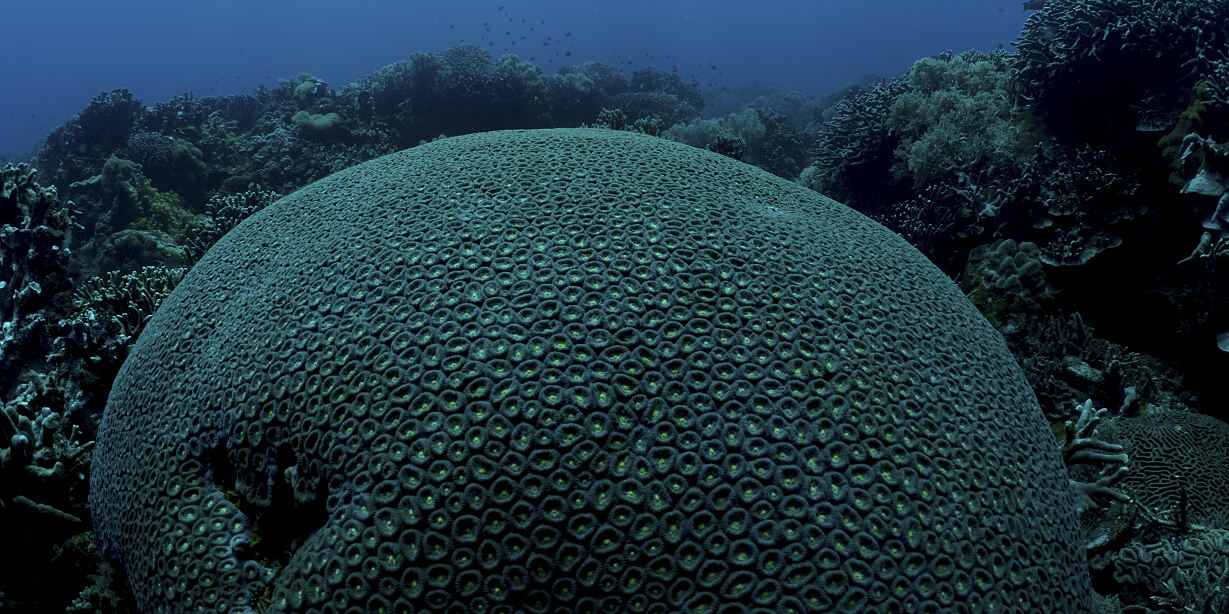 PW - 13 - Wild Philippines - Realm of Jungles