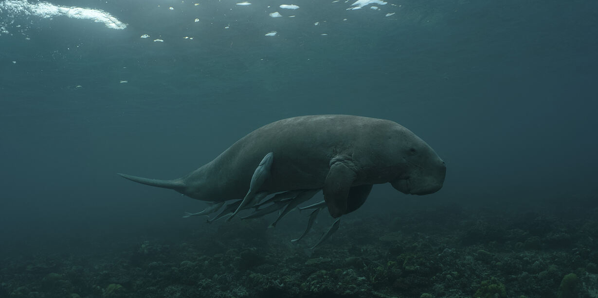 PW - 13 - Wild Philippines - Realm of Jungles