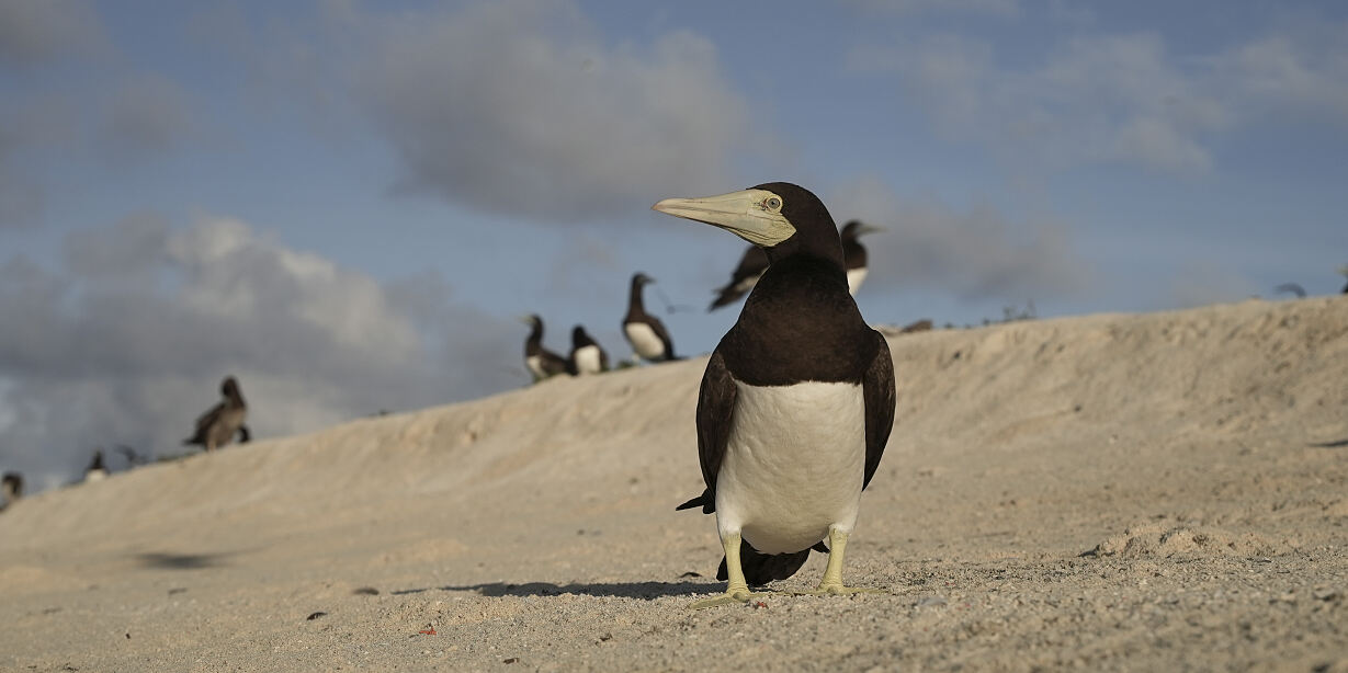 PW - 13 - Wild Philippines - Realm of Jungles